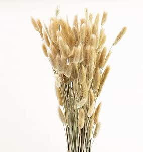 Dmuszek Jajowaty Suszony Lagurus Naturalny 70cm